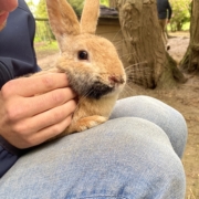 Clément Dépreux - Ostéopathe pour animaux